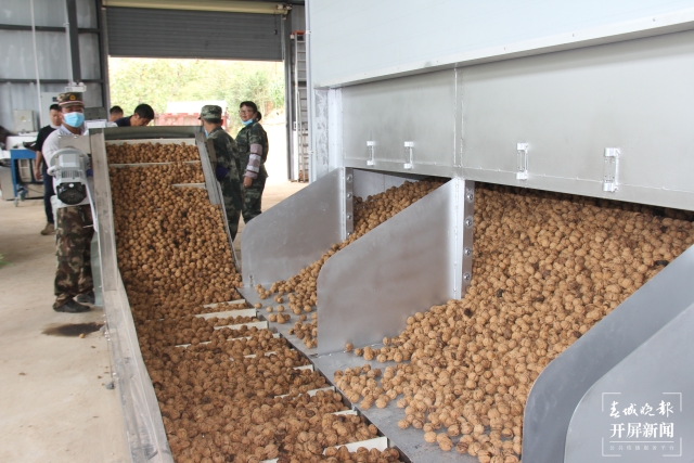 云南建成核桃澳洲堅果加工機(jī)械一體化生產(chǎn)線23條 (2).jpg