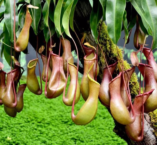 豬籠草（圖據(jù)普洱文旅資訊公眾號(hào)）