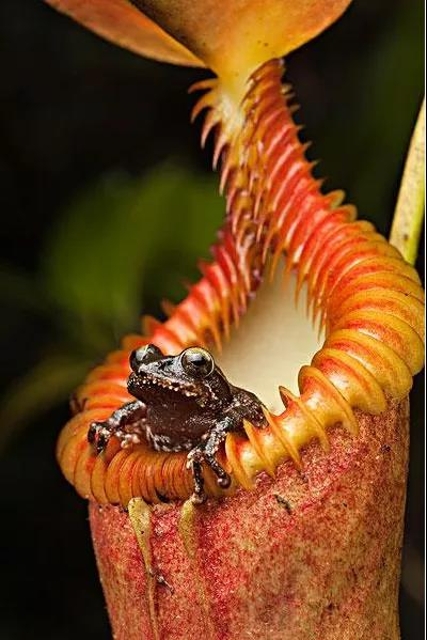 豬籠草（圖據(jù)普洱文旅資訊公眾號(hào)）