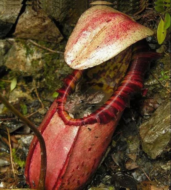 豬籠草（圖據(jù)普洱文旅資訊公眾號(hào)）