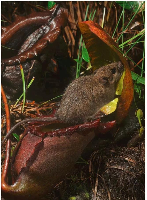 豬籠草（圖據(jù)普洱文旅資訊公眾號(hào)）