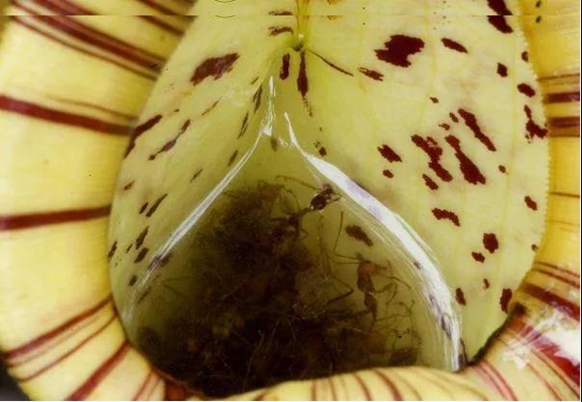 豬籠草（圖據(jù)普洱文旅資訊公眾號(hào)）