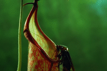 豬籠草（圖據(jù)普洱文旅資訊公眾號(hào)）