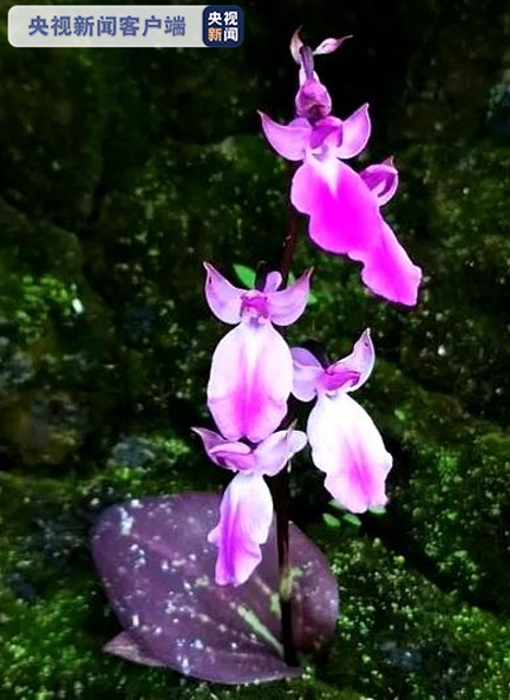美葉舌喙蘭（圖據(jù)央視新聞）.png