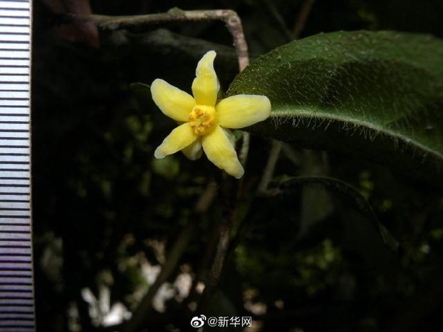 云南管蕊茶（圖據(jù)新華網(wǎng)）.jpg