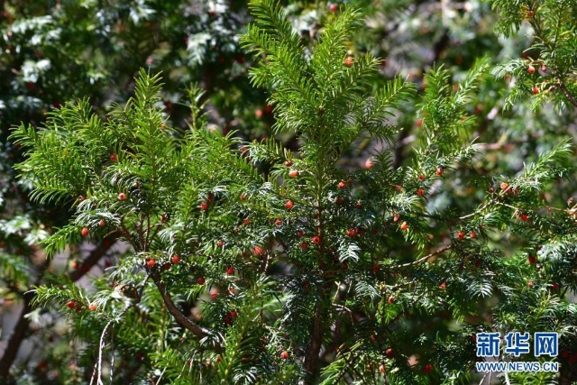 紅豆杉（圖據(jù)新華社）.jpg