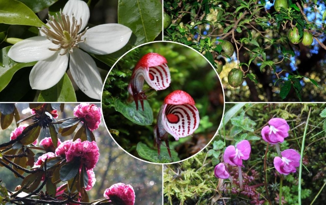 共赴“春城之約”——COP15將描繪“人與自然和諧共生”新圖景（據(jù)新華社）