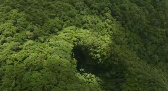 科研人員在云南發(fā)現(xiàn)大花石蝴蝶新居群，再遇“消失”106年的竹生羊奶子（中國科學(xué)院昆明植物研究所供圖）