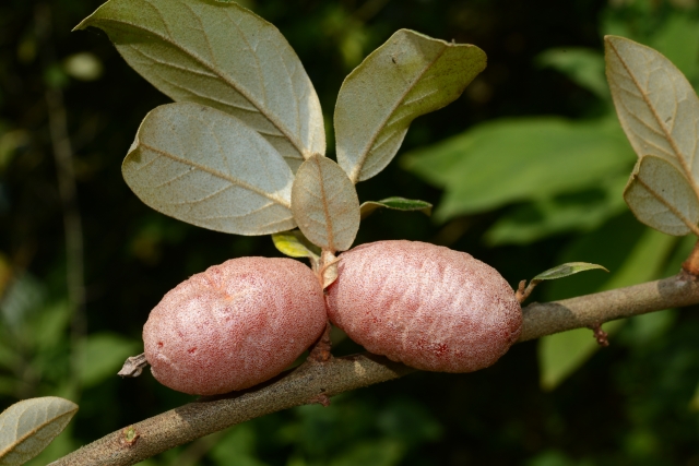 科研人員在云南發(fā)現(xiàn)大花石蝴蝶新居群，再遇“消失”106年的竹生羊奶子（中國科學(xué)院昆明植物研究所供圖）