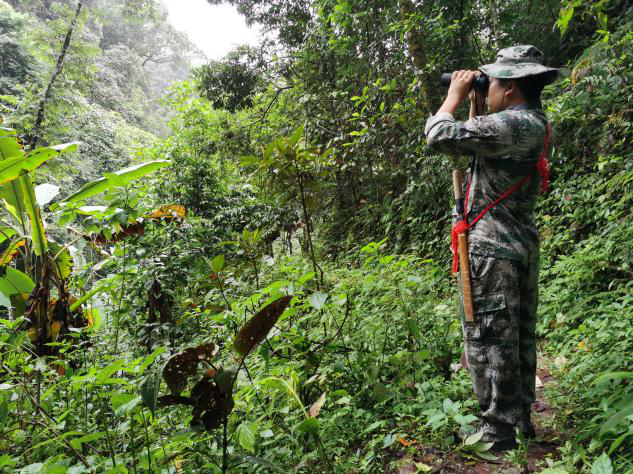 望遠(yuǎn)鏡是楊開所觀察菲氏葉猴最主要的工具。（王莉莉 攝）