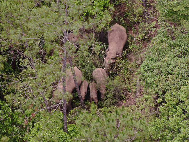 云南省森林消防總隊供圖 (5) 云南省森林消防總隊供圖 (5)