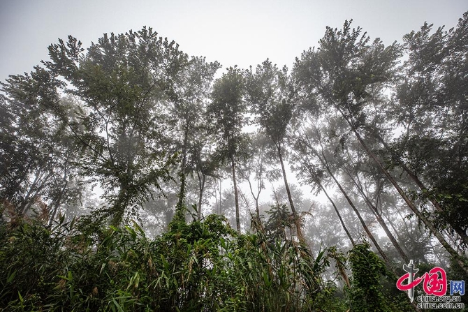 中國(guó)網(wǎng)9