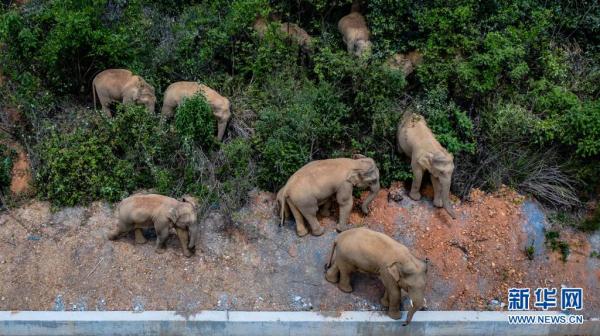 讓瀕危物種“絕處逢生”——“動(dòng)植物王國(guó)”云南拯救極小種群物種記事