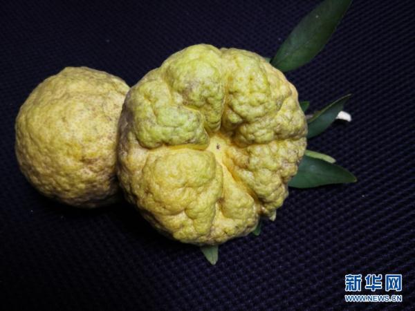 讓瀕危物種“絕處逢生”——“動(dòng)植物王國(guó)”云南拯救極小種群物種記事