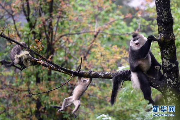 讓瀕危物種“絕處逢生”——“動(dòng)植物王國(guó)”云南拯救極小種群物種記事