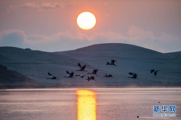 讓瀕危物種“絕處逢生”——“動(dòng)植物王國(guó)”云南拯救極小種群物種記事