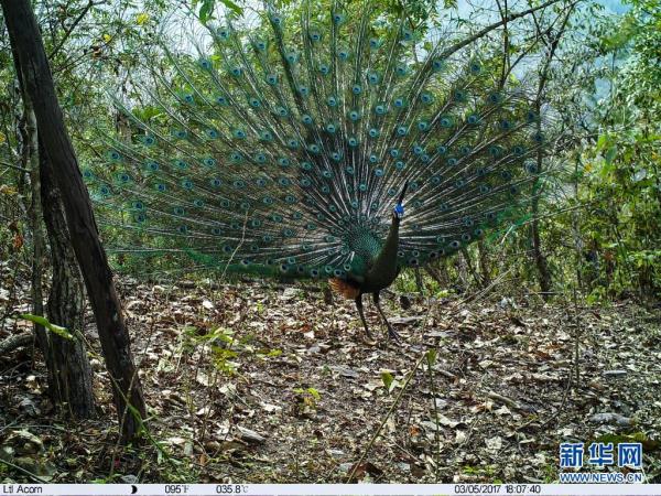 讓瀕危物種“絕處逢生”——“動(dòng)植物王國(guó)”云南拯救極小種群物種記事