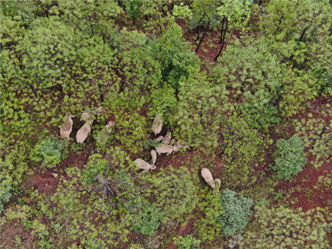 云南省森林消防總隊供圖 (9) 云南省森林消防總隊供圖 (9)