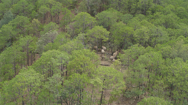 云南省森林消防總隊供圖 (4) 云南省森林消防總隊供圖 (4)