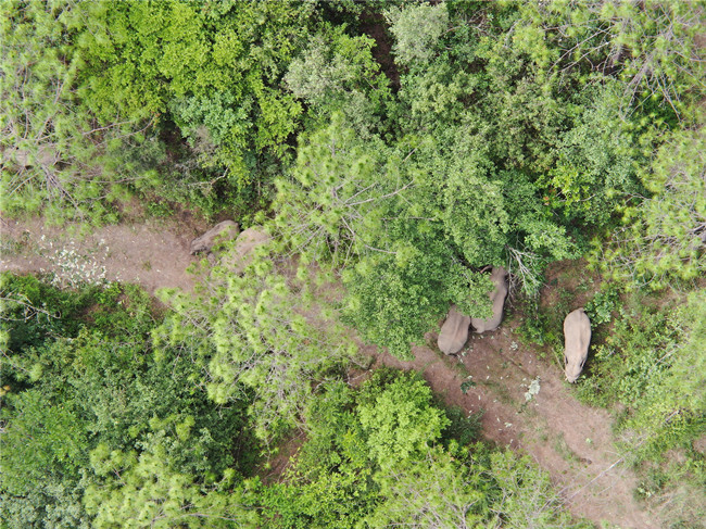 云南省森林消防總隊供圖 (8) 云南省森林消防總隊供圖 (8)