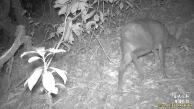 國家一級保護(hù)動物林麝頻繁打卡昌寧（春城晚報(bào)-開屏新聞記者 崔敏 通訊員 攝）