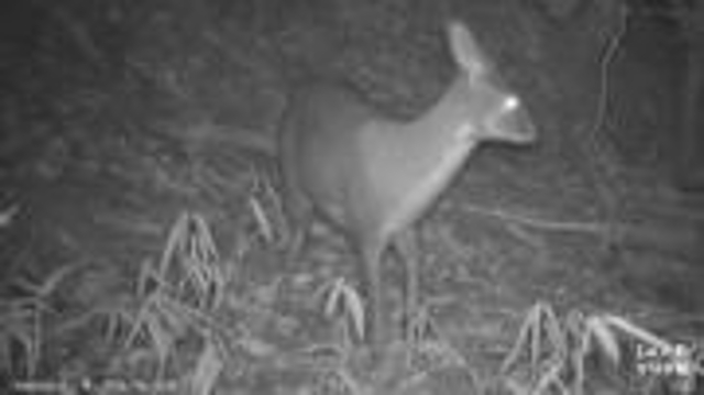 國家一級保護(hù)動物林麝頻繁打卡昌寧（春城晚報(bào)-開屏新聞記者 崔敏 通訊員 攝）