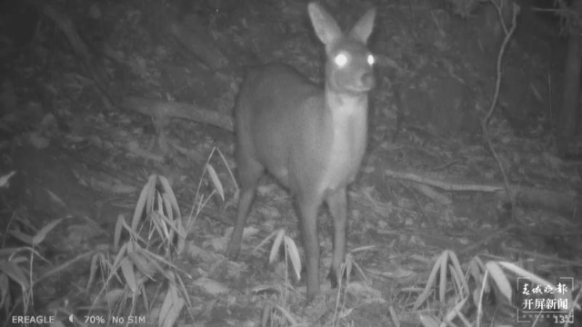 國家一級保護(hù)動物林麝頻繁打卡昌寧（春城晚報(bào)-開屏新聞記者 崔敏 通訊員 攝）