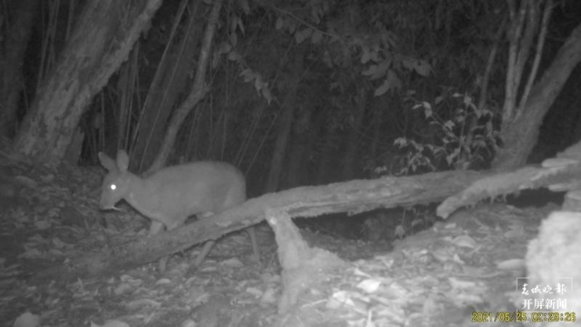 國家一級保護(hù)動物林麝頻繁打卡昌寧（春城晚報(bào)-開屏新聞記者 崔敏 通訊員 攝）