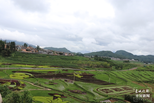 騰沖:彩色水稻為清水司莫拉“景”上添“花” 崔敏 通訊員 段生紹 楊焱淼 攝