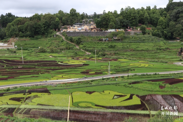 騰沖:彩色水稻為清水司莫拉“景”上添“花” 崔敏 通訊員 段生紹 楊焱淼 攝
