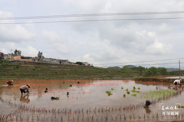 騰沖:彩色水稻為清水司莫拉“景”上添“花” 崔敏 通訊員 段生紹 楊焱淼 攝