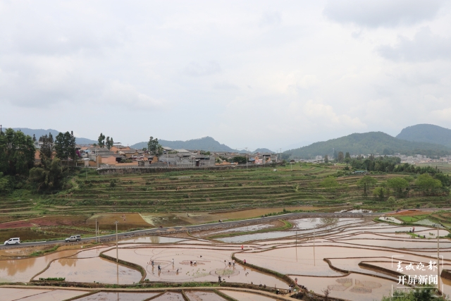 騰沖:彩色水稻為清水司莫拉“景”上添“花” 崔敏 通訊員 段生紹 楊焱淼 攝