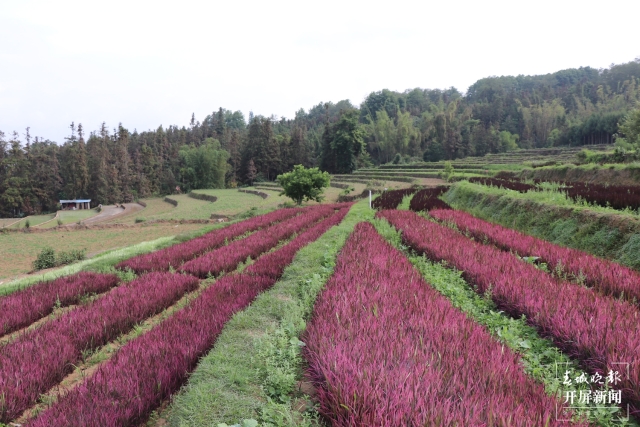 騰沖:彩色水稻為清水司莫拉“景”上添“花” 崔敏 通訊員 段生紹 楊焱淼 攝