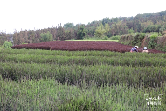 騰沖:彩色水稻為清水司莫拉“景”上添“花” 崔敏 通訊員 段生紹 楊焱淼 攝