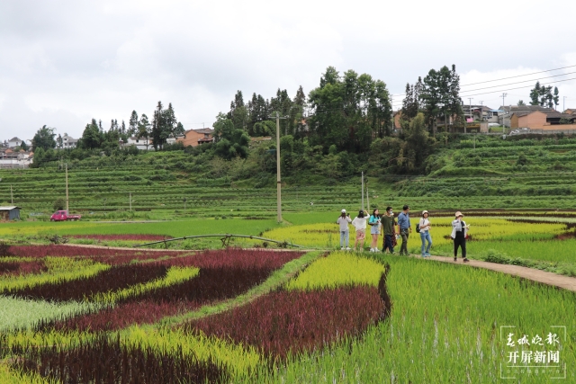 騰沖:彩色水稻為清水司莫拉“景”上添“花” 崔敏 通訊員 段生紹 楊焱淼 攝