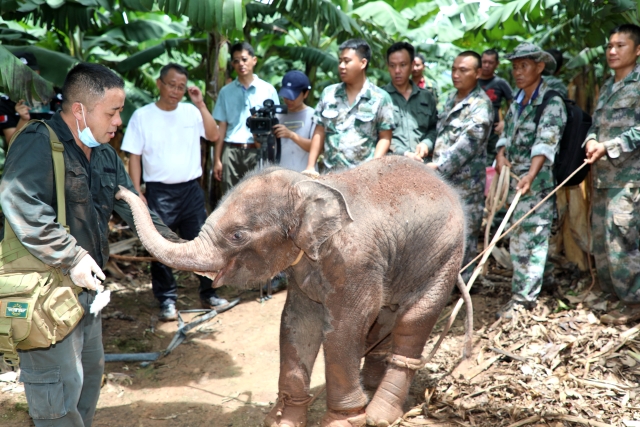 西雙版納一頭小野象腿部受傷滯留茶葉地(圖據(jù)云報(bào)客戶端)