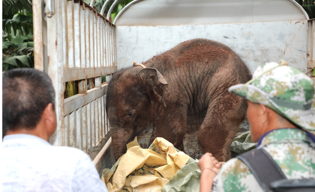 西雙版納一頭小野象腿部受傷滯留茶葉地(圖據(jù)云報(bào)客戶端)