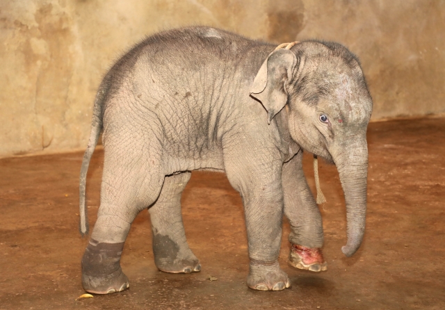 西雙版納一頭小野象腿部受傷滯留茶葉地(圖據(jù)云報(bào)客戶端)