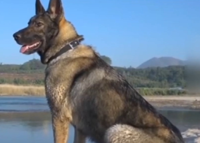 云南戰(zhàn)士抓捕毒販犧牲后警犬江邊守望