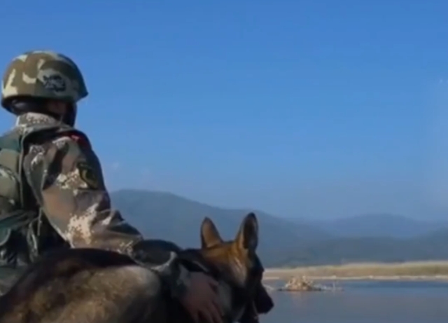云南戰(zhàn)士抓捕毒販犧牲后警犬江邊守望