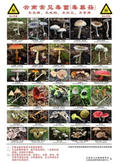 云南省衛(wèi)生健康委緊急發(fā)布預(yù)防野生菌中毒預(yù)警公告2 云南省衛(wèi)生健康委緊急發(fā)布預(yù)防野生菌中毒預(yù)警公告2
