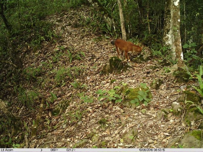 紅豺。南滾河國(guó)家級(jí)自然保護(hù)區(qū)供圖