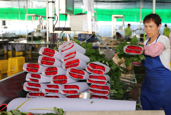 云南彌勒:花卉產(chǎn)業(yè)助力鄉(xiāng)村振興1 云南彌勒:花卉產(chǎn)業(yè)助力鄉(xiāng)村振興1