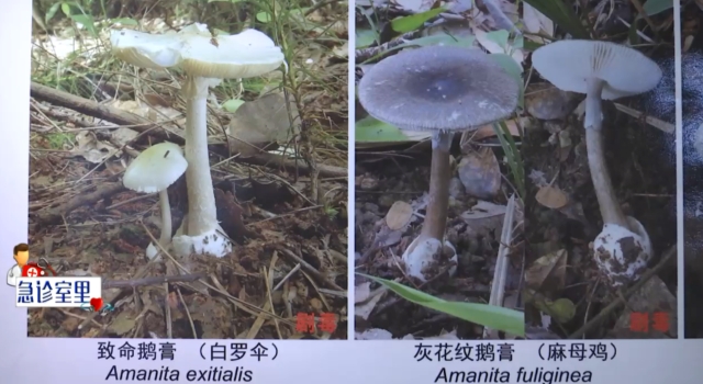 吃了3朵自采毒菌，曲靖祖孫三代重癥入院