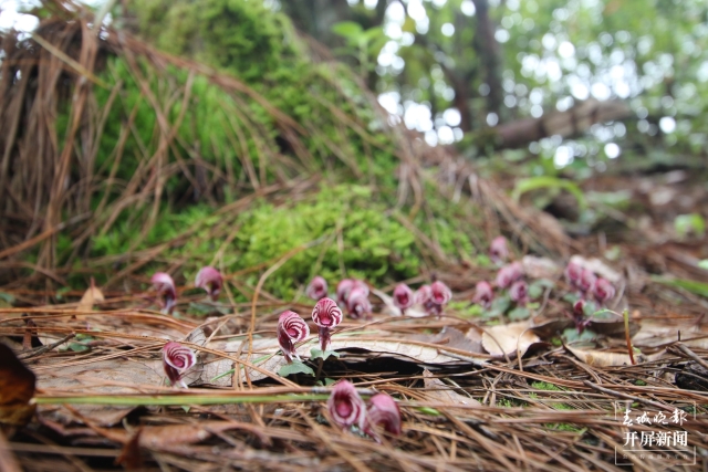 保山龍陵首次發(fā)現(xiàn)瀕危物種大理鎧蘭（春城晚報(bào)-開(kāi)屏新聞?dòng)浾?崔敏 通訊員 郁云江 李家華 攝）