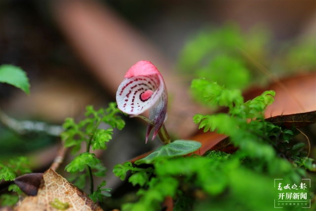 保山龍陵首次發(fā)現(xiàn)瀕危物種大理鎧蘭（春城晚報(bào)-開(kāi)屏新聞?dòng)浾?崔敏 通訊員 郁云江 李家華 攝）