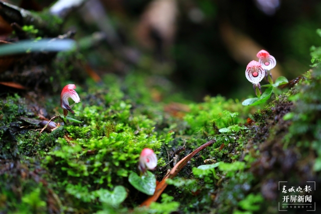 保山龍陵首次發(fā)現(xiàn)瀕危物種大理鎧蘭（春城晚報(bào)-開(kāi)屏新聞?dòng)浾?崔敏 通訊員 郁云江 李家華 攝）
