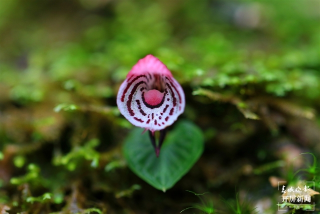 保山龍陵首次發(fā)現(xiàn)瀕危物種大理鎧蘭（春城晚報(bào)-開(kāi)屏新聞?dòng)浾?崔敏 通訊員 郁云江 李家華 攝）