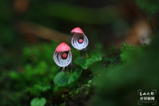 保山龍陵首次發(fā)現(xiàn)瀕危物種大理鎧蘭（春城晚報(bào)-開(kāi)屏新聞?dòng)浾?崔敏 通訊員 郁云江 李家華 攝）