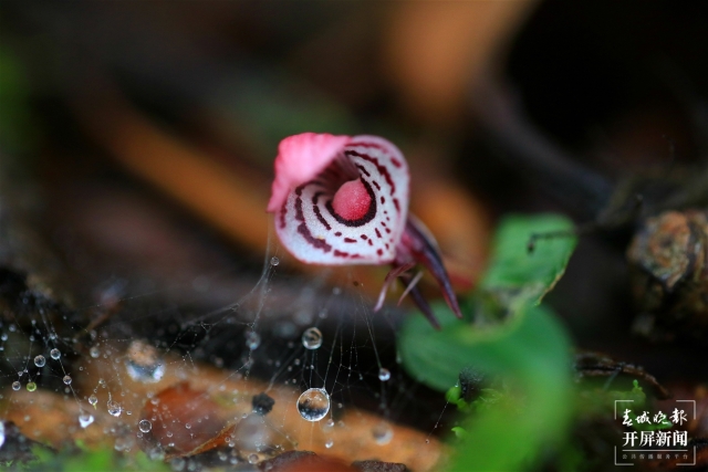 保山龍陵首次發(fā)現(xiàn)瀕危物種大理鎧蘭（春城晚報(bào)-開(kāi)屏新聞?dòng)浾?崔敏 通訊員 郁云江 李家華 攝）